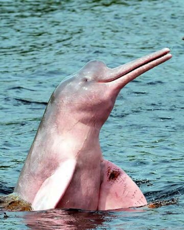 Pink and Gray Dolphin Sighting